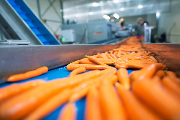 Common Types of Industrial Conveyor Belts